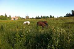 Horses in nearby suroundings